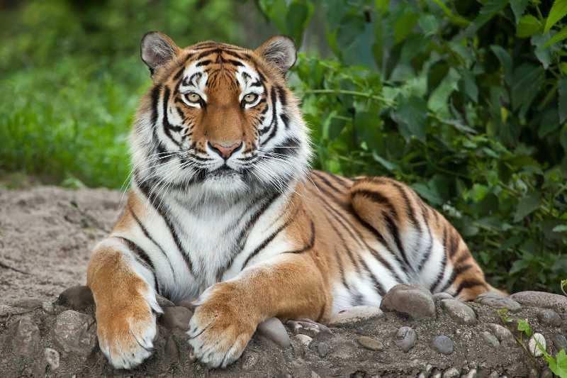 ¿Qué comen los tigres